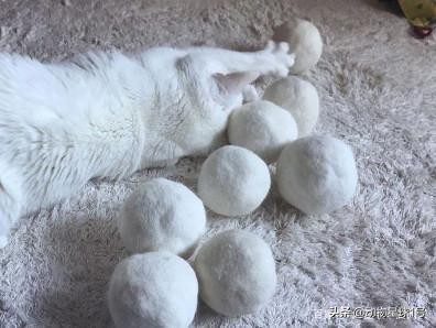 猫狗掉的毛可以织毛衣铲屎官：习惯就好