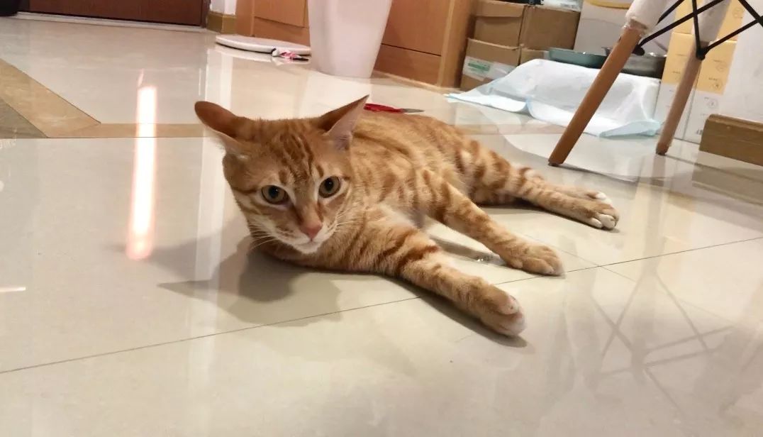 养猫的房间可以用酒精消毒吗,疫情养狗狗家里怎么消毒