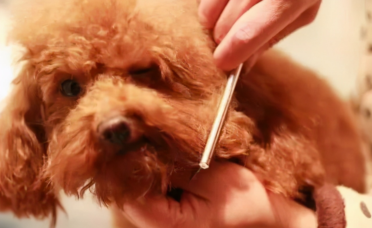 为什么泰迪弃养率越来越高,泰迪为什么弃养率这么高