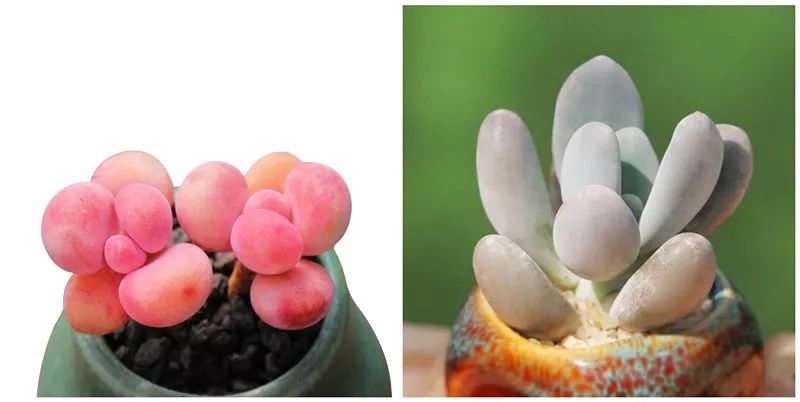 5种可爱的多肉,皮实好养,充满文艺范