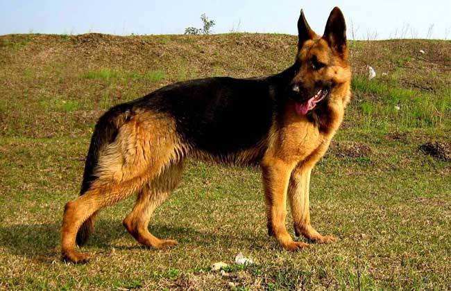 各品种犬最常见的遗传缺陷，在养待养的都看一下