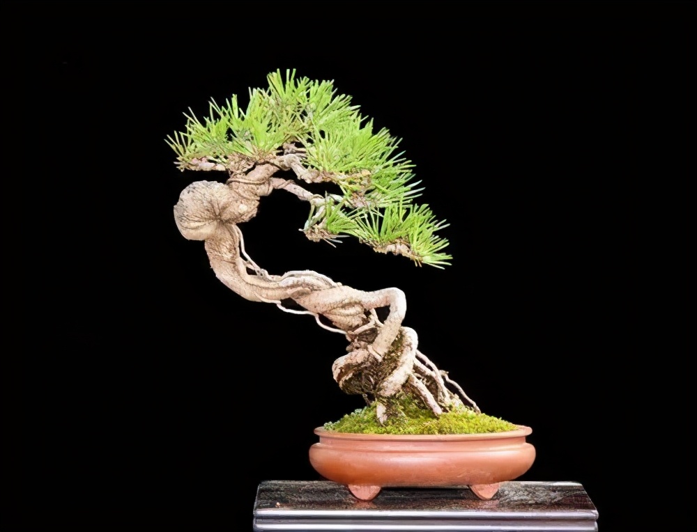 松柏树枝怎么修剪,松柏树修剪造型视频