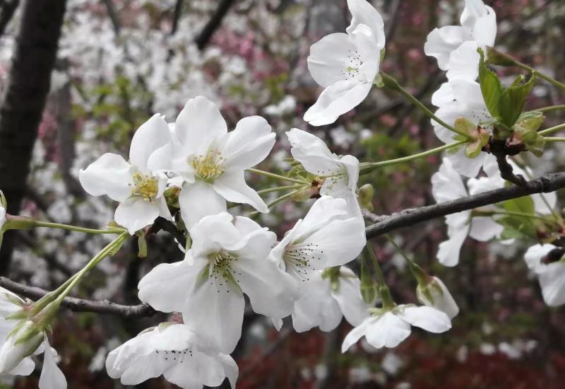 公司辞退管理层的5大招数,用人单位辞退员工怎么赔偿