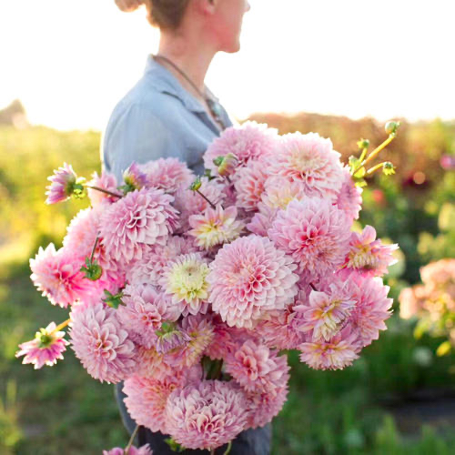 大丽花怎么养花瓶里,北方怎么养大丽花