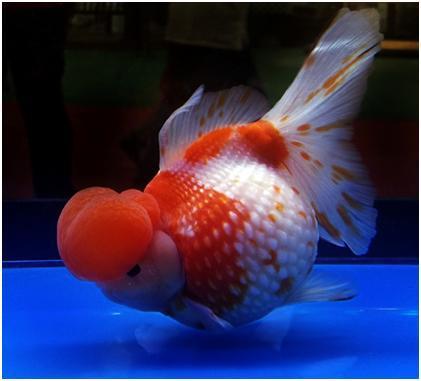 朱顶紫罗袍金鱼是怎么培育的,朱顶紫罗袍金鱼有多少条