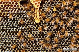 蜜源期蜜粉源枯竭时都有麻烦啊！养蜂人该怎么帮助蜂群度过？