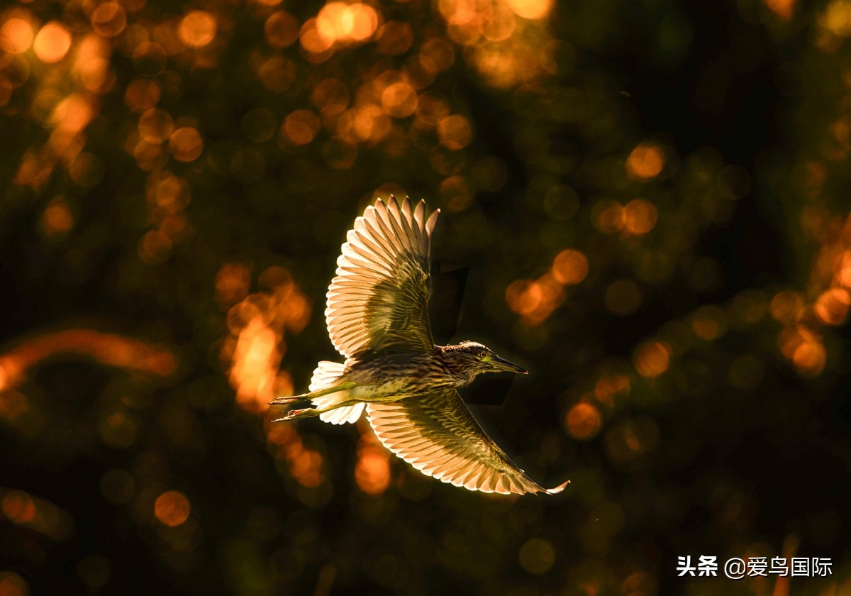 2020观鸟,观鸟大年影片