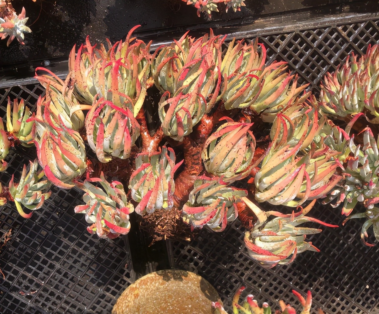 如何抢救叶子枯黄的植物,怎样救活多肉植物