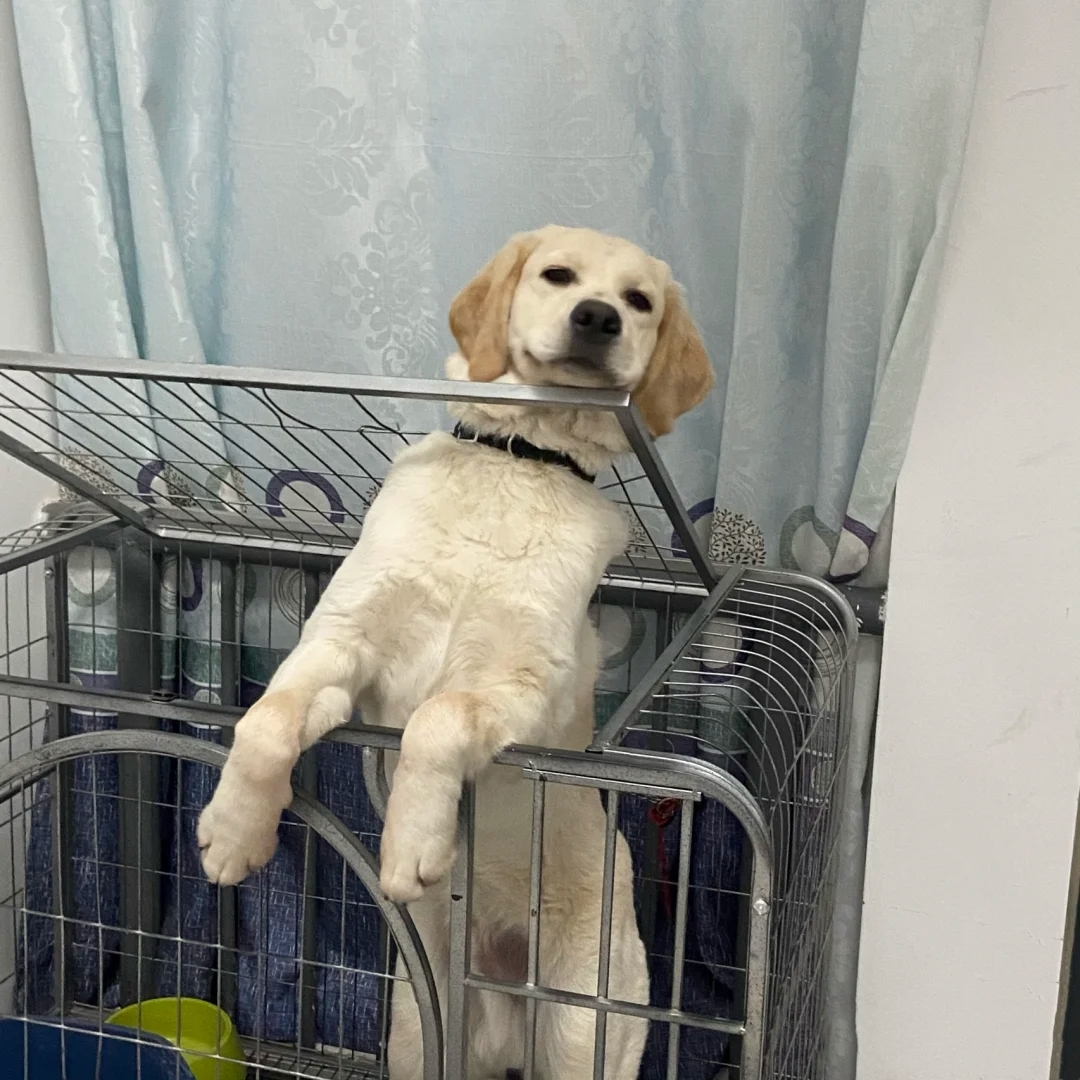 怎么养拉布拉多毛会好,怎么养拉布拉多的方法大全