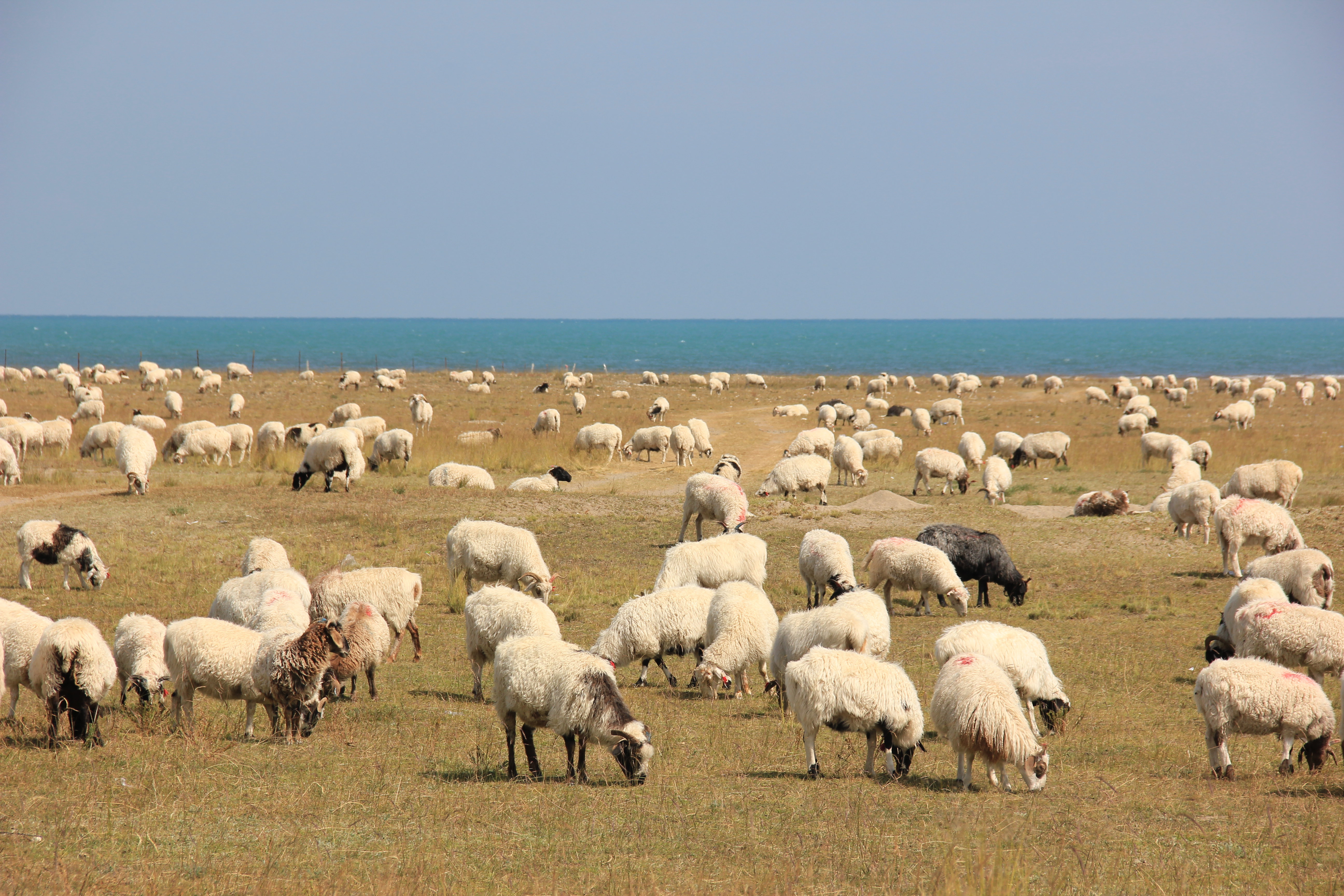 绿豆治疗什么病最佳,绿豆食物中毒最有效的应急措施