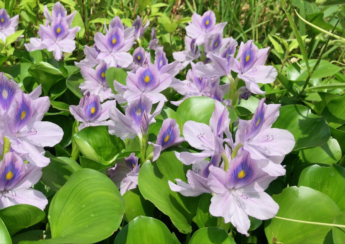 水葫芦为什么很少人看到,水葫芦的种类与图片介绍