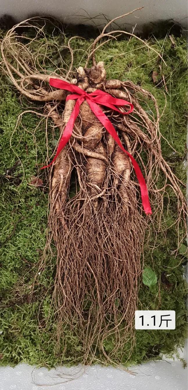 人参7两为参八两为宝什么意思,人参为什么说7两为参8两为宝