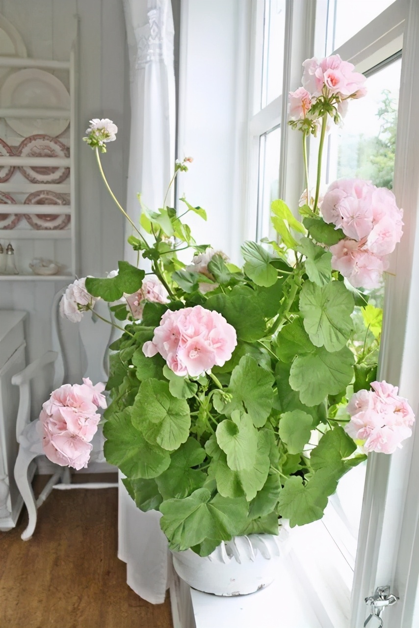 冬天天竺葵叶子发黄是什么原因,什么季节养天竺葵花最好