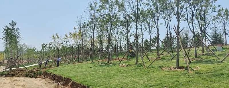 五一羊亭湿地公园游览,清明踏青羊亭湿地公园