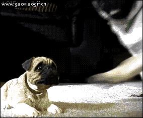 搞笑gif动图国足,武磊单刀射守门员gif动图