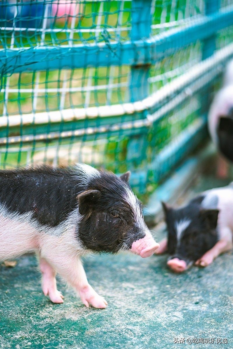 厦门灵玲动物王国大熊猫,厦门马戏团灵玲动物王国观光游览