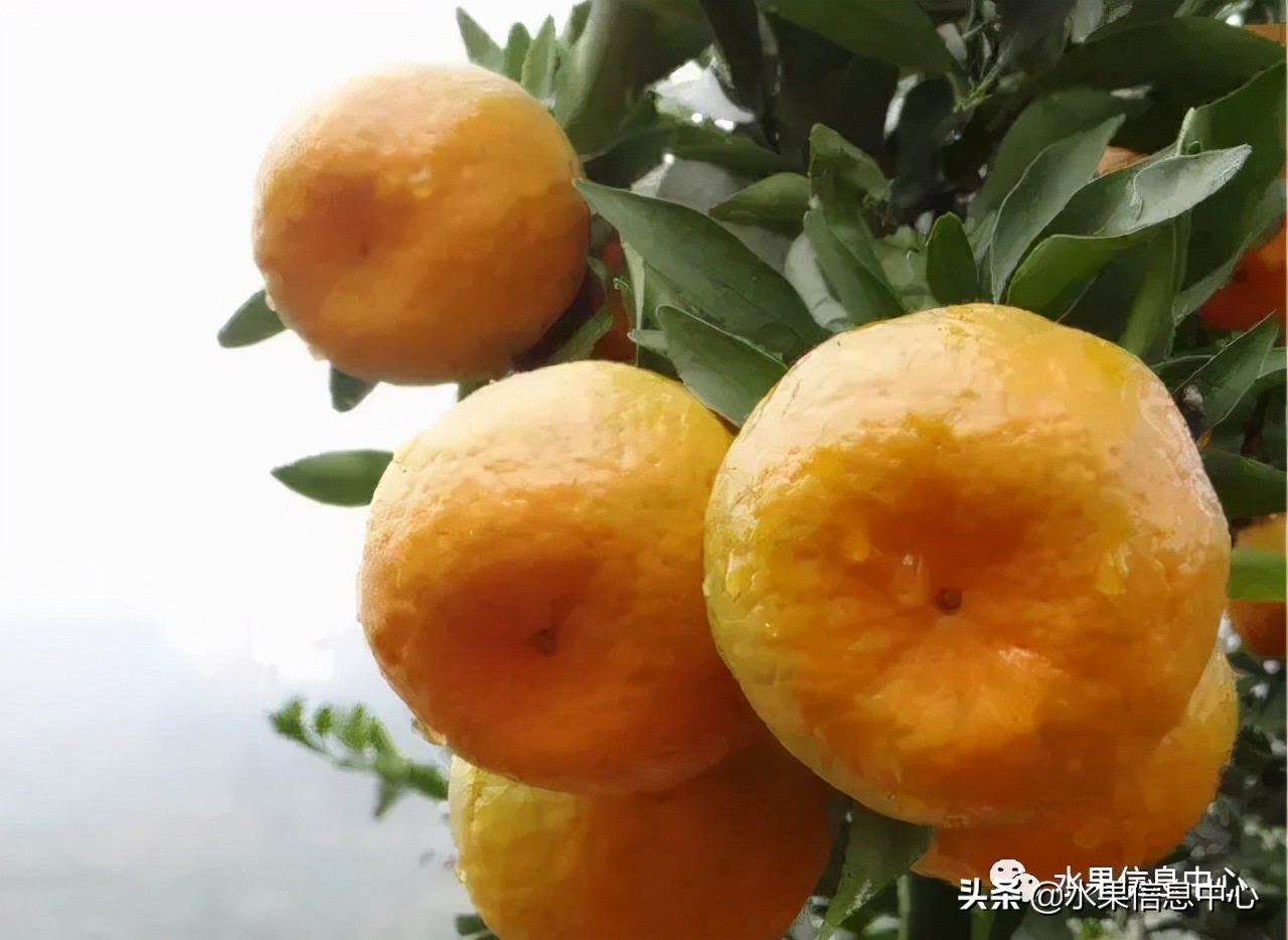 我国柑橘产区分布,柑橘产地行情