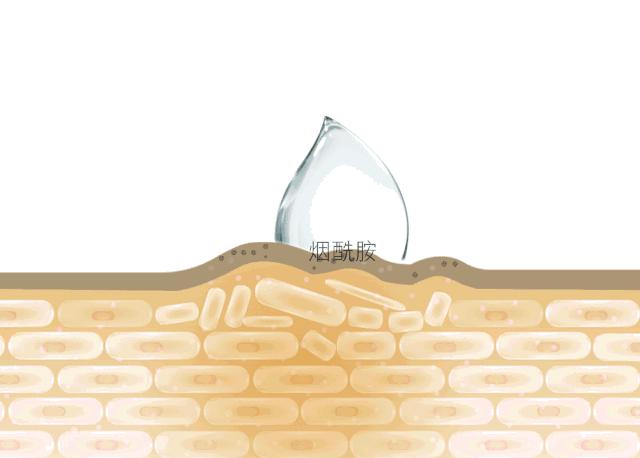 成分烟酰胺的精华能淡斑吗,成分表里的烟酰胺排第几位好