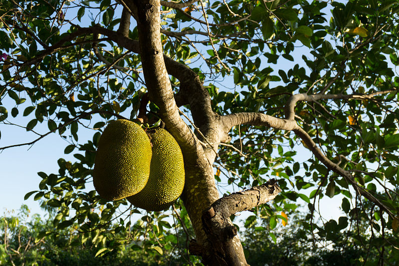 菠萝蜜种子种出来的树能结果吗,泰国红肉12号菠萝蜜种几年结果