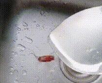 家里蟑螂多用哪种杀蟑办法,家中蟑螂怎么彻底消灭