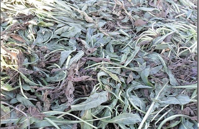 六大茶类有哪些茶叶品种,全国各地茶叶品种大全