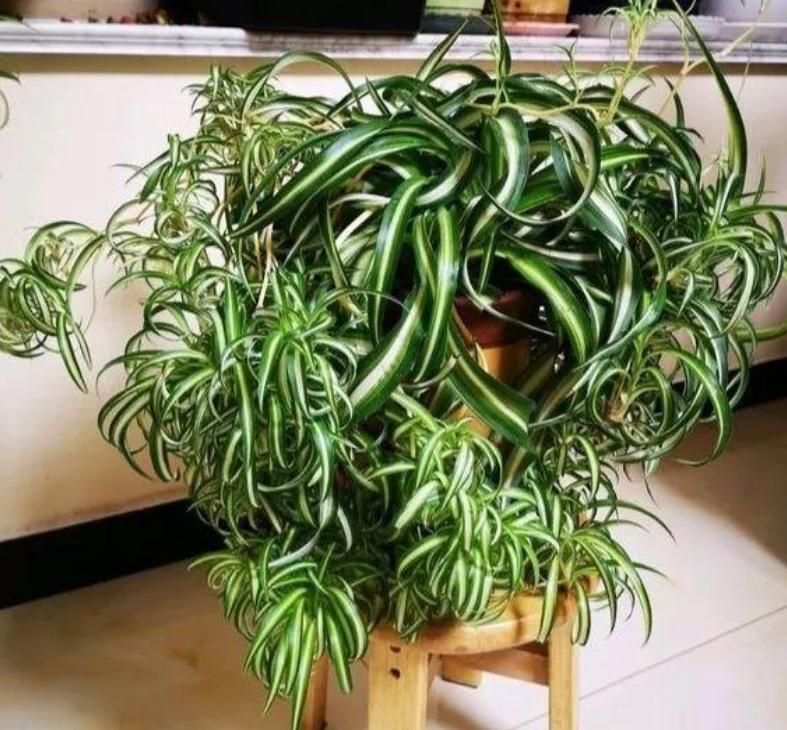 商贩把切菠萝皮放在哪卖,小贩削菠萝的方法