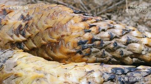 沙漠人参肉苁蓉哪里的最好,肉苁蓉生长环境与沙漠优势