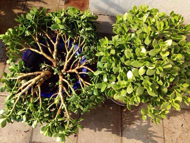 玉树黄叶快速治疗,玉树叶黄怎么补救最快