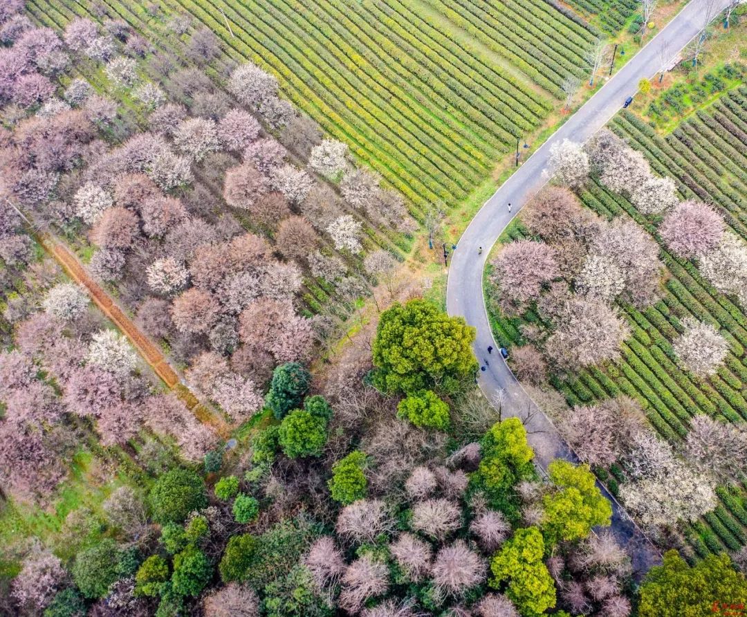 武汉公园免费景点推荐,武汉免费看花景点