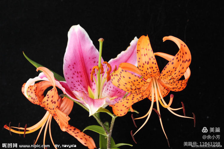 美丽的百合花绽放了,美丽的百合花原唱