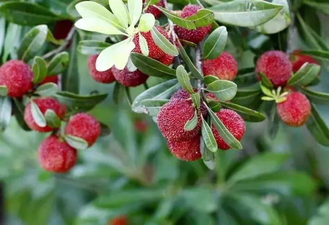 温州人一天吃掉248吨柑橘,温州菜篮子夜间吃东西