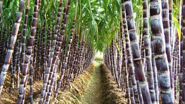 怎样挑选黑糖红糖真假,黑糖假的是什么样