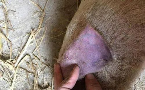 蓝耳毒株对母猪的危害,蓝耳病猪对人有影响吗