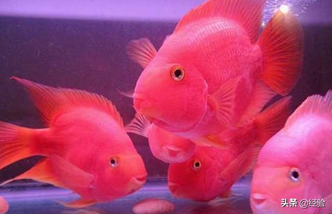 鹦鹉鱼吃什么食物最好,红鹦鹉鱼吃什么