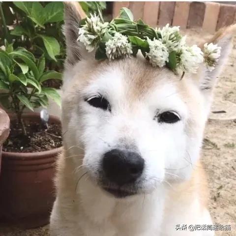 当小猫咪遇上大型犬,当小猫咪遇到大狗狗真是太温馨了