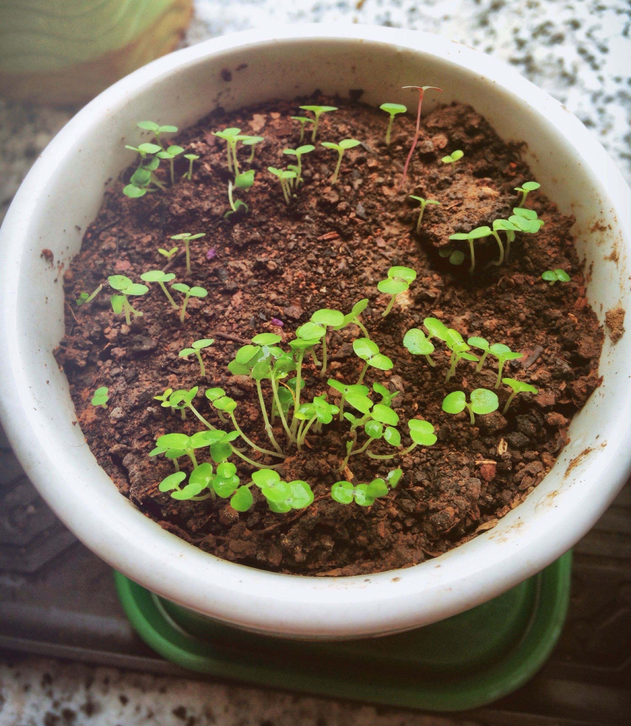 用薄荷种子怎么养出薄荷,薄荷种子一般催芽几天出芽