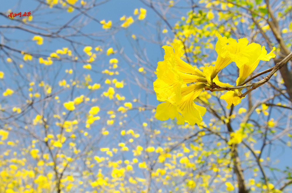 一春芳意，三月如风，日长风静，花影闲相照。