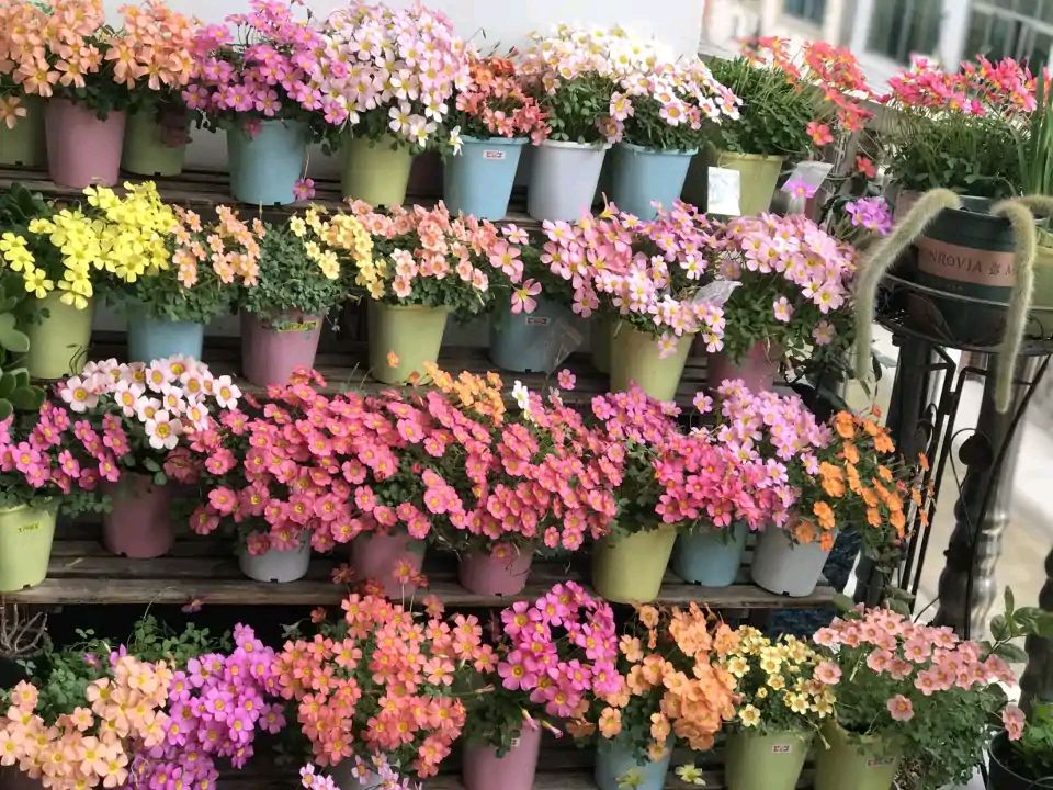 这“38种花”，当你开始收集品种时，你已入坑颇深