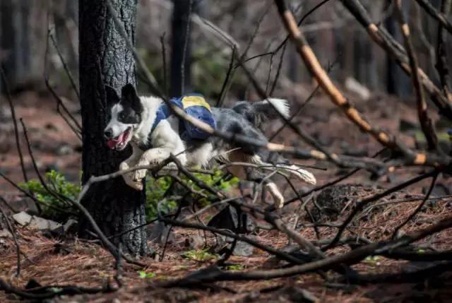 狗肉播种机真的好吗,狗肉播种机