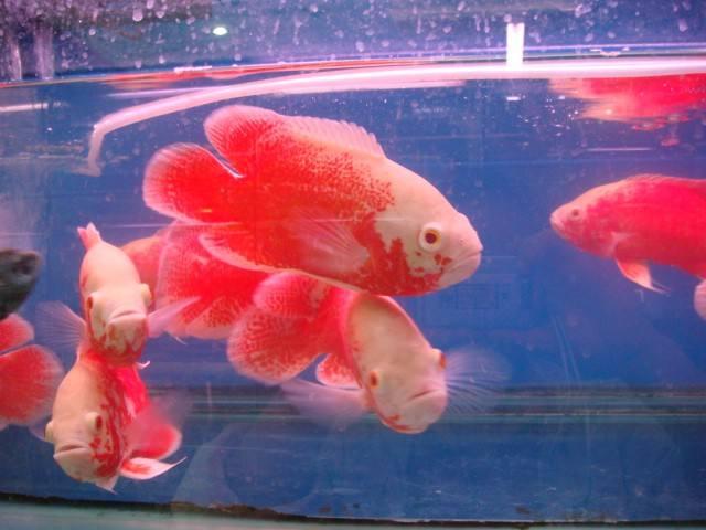 各个地图珍稀鱼,鱼百科大全图片