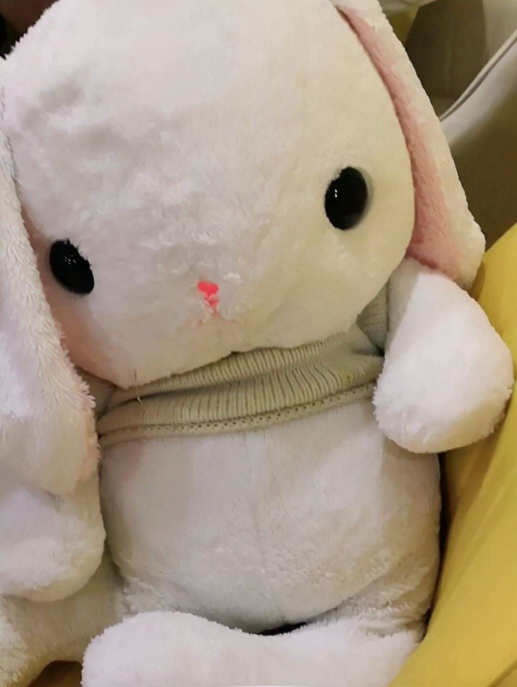 上海周末情侣打卡,上海好玩的萌宠体验馆