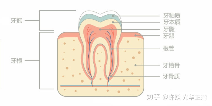 口红和牙齿,口红cp
