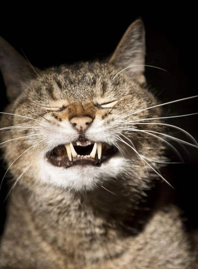 猫的100种奇特行为,猫咪的笑是怎么弄出来的