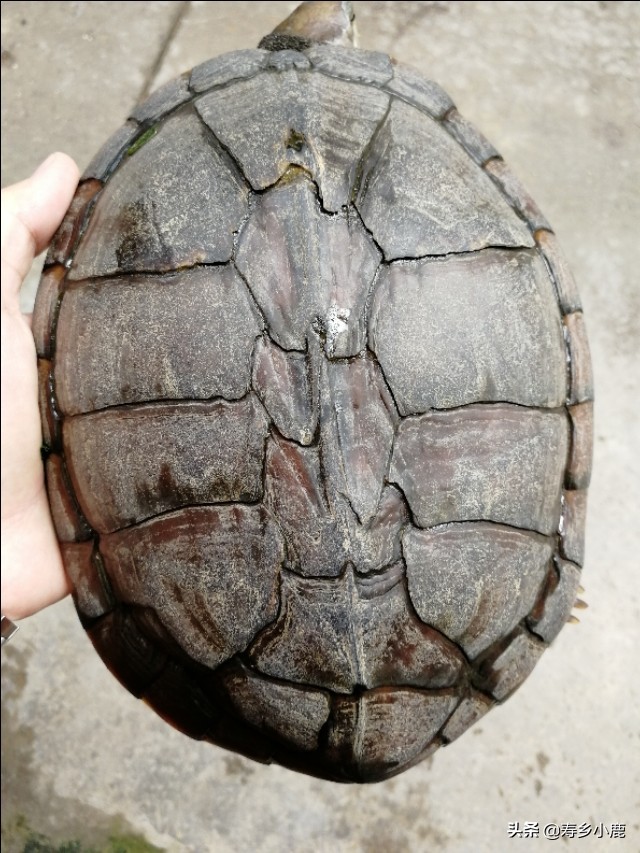 石金钱龟也叫黄喉拟水龟吗,黄喉拟水龟和石金钱龟通灵性吗