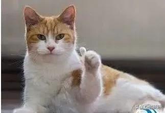 有关猫爪的小知识,关于猫爪的10个有趣的事实