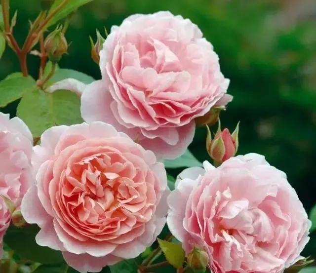 玫瑰有几种品种图片及名称,玫瑰品种分类名称及图片介绍