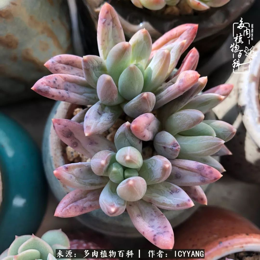 多肉隔着玻璃晒太阳效果好吗,隔着玻璃养的多肉照样长得好