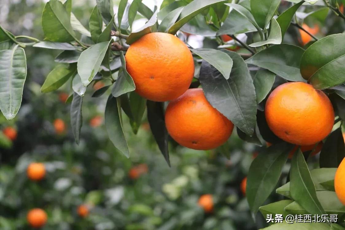 农村有什么可以返乡创业,回农村创业有什么好项目和政策