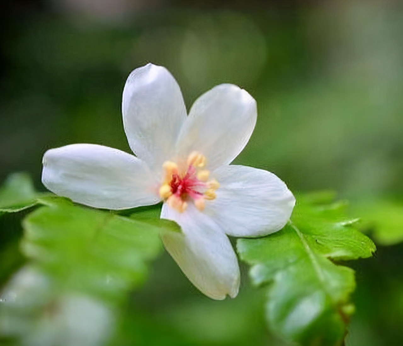 如何看待凤凰男的爱情生活,凤凰男被骗婚