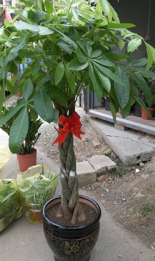 公司开业送什么盆栽植物,新店开业送什么易活盆栽植物